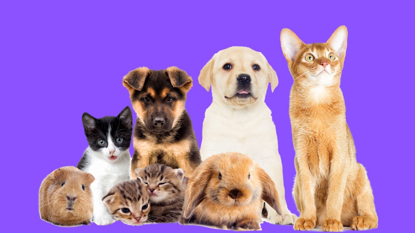 A group of puppies, kittens, a rabbit, and a guinea pig sitting together against a purple background.
